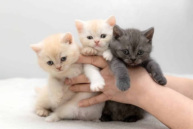 Three adorable British Shorthair kittens being held in hands.