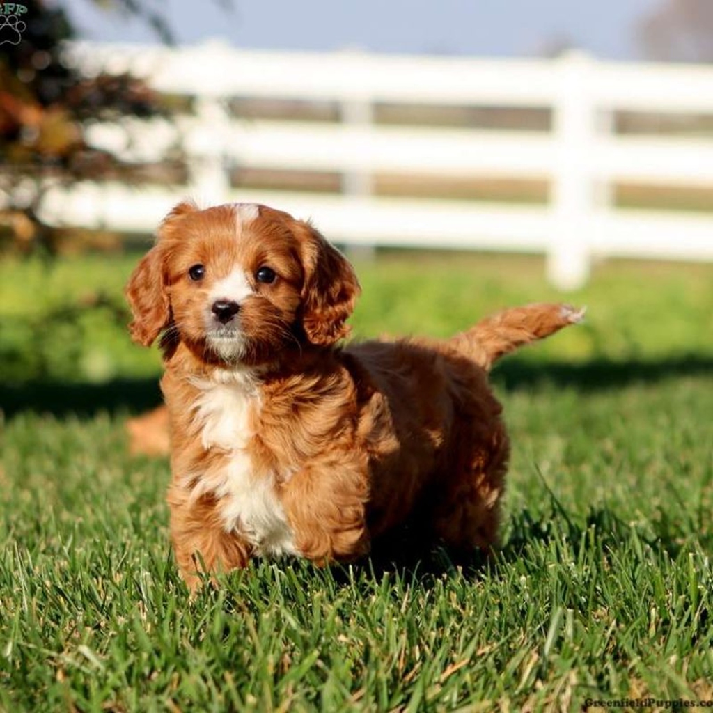 An adorable ginger and white Cavapoo puppy standing on the grass outdoors.