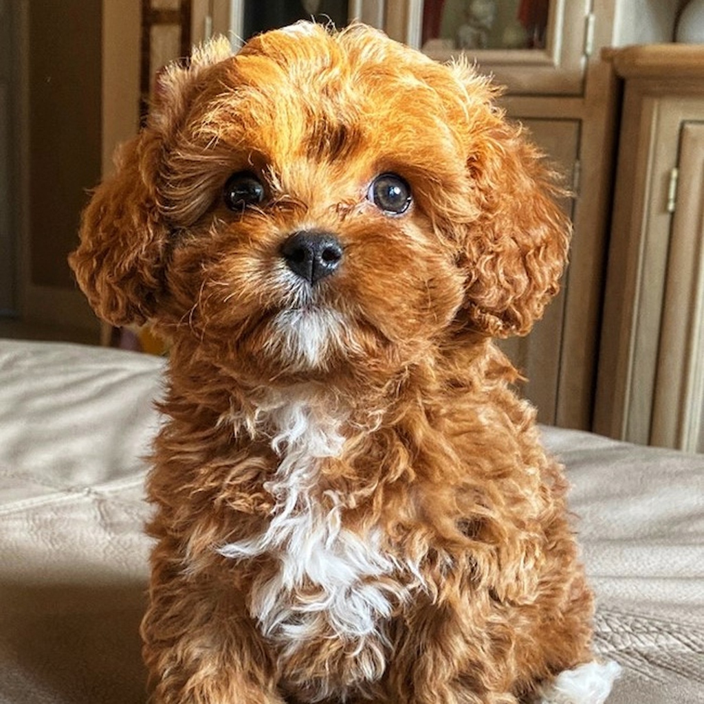 A close-up portrait of a curly-haired Cavapoo puppy with expressive dark eyes.