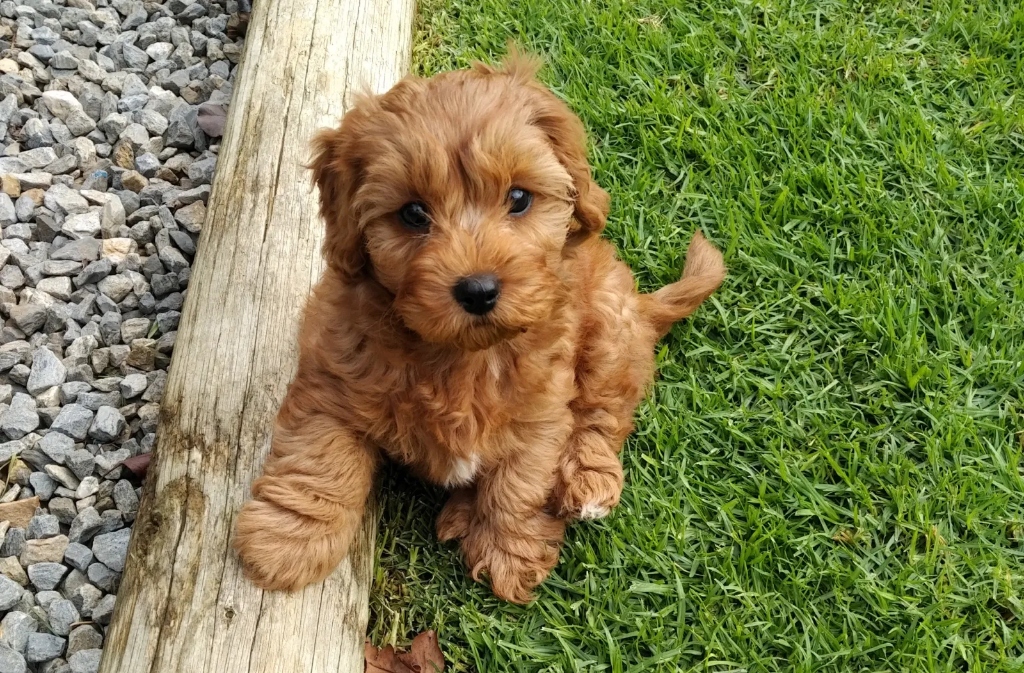 An adorable brown Cavapoo puppy sitting on green grass next to a wooden beam.