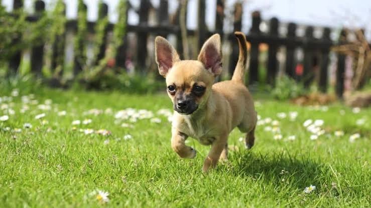 A tiny Chihuahua puppy running happily on green grass outdoors.